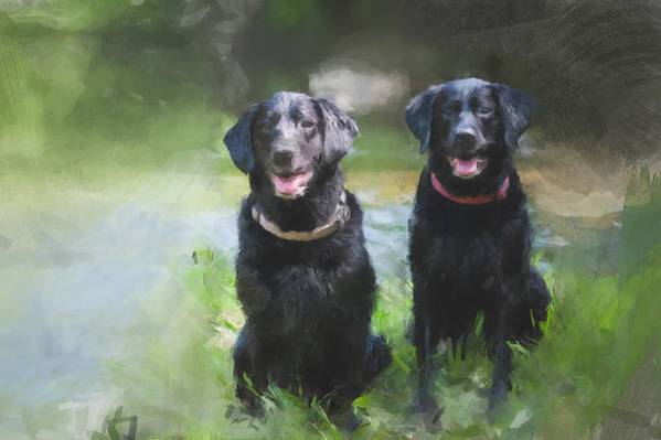 Water Dogs - Art Print