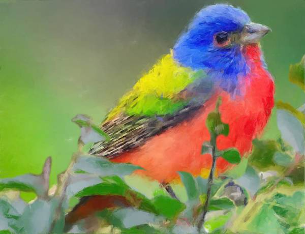 Male Painted Bunting - Art Print