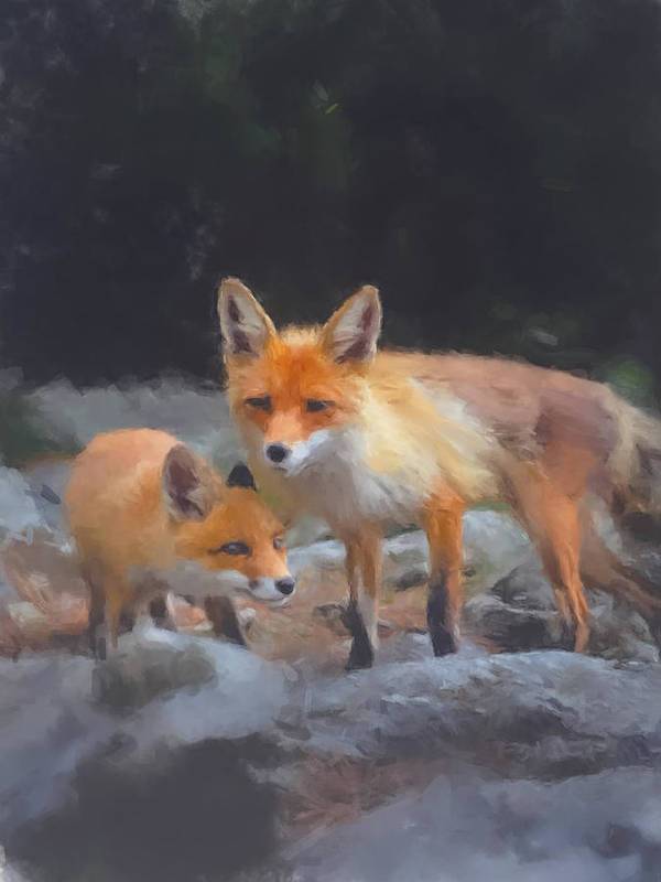 Red Foxes - Art Print