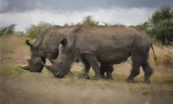 Rhinos Grazing - Art Print